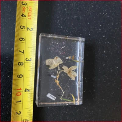 Dried flower specimen in clear box from Limited Edition Original Unique Art collection