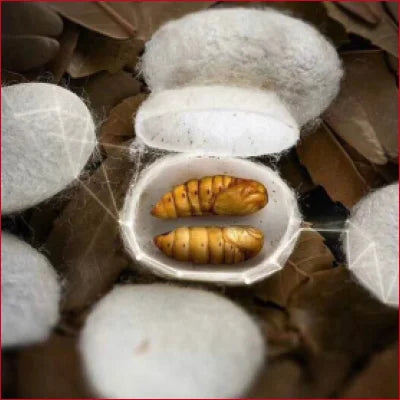 Open Silkworm cocoon revealing yellow pupae, highlighting luxurious Mulberry silk bra